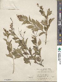 Duranta erecta image