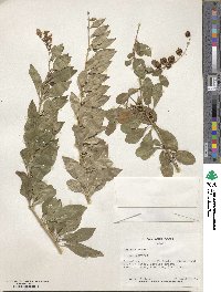 Duranta erecta image