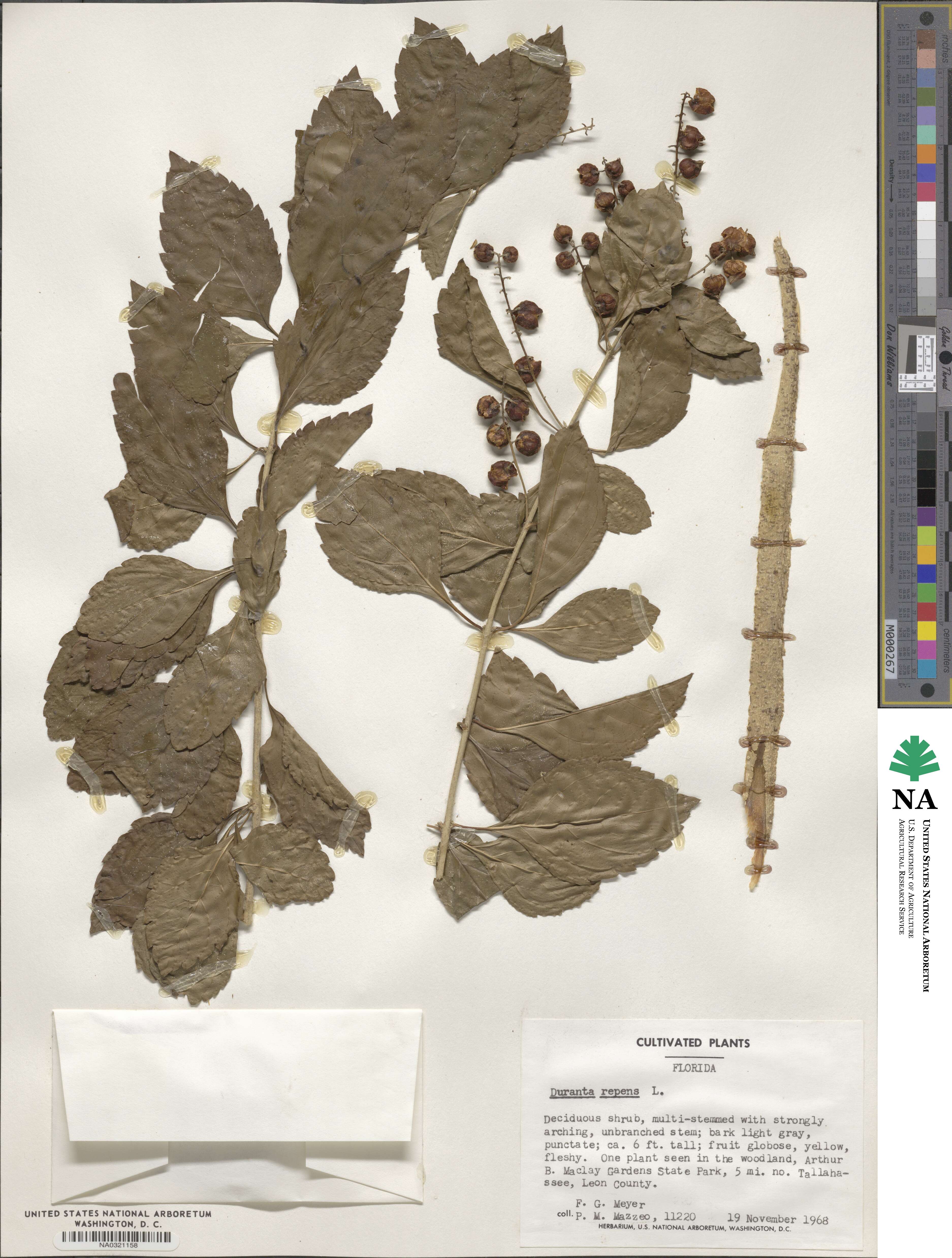 Duranta erecta image