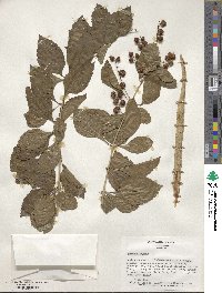 Duranta erecta image