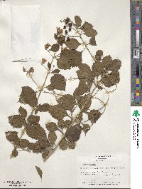 Duranta erecta image