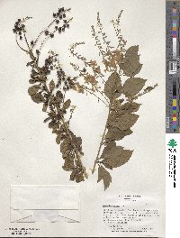 Duranta erecta image