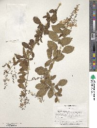 Duranta erecta image