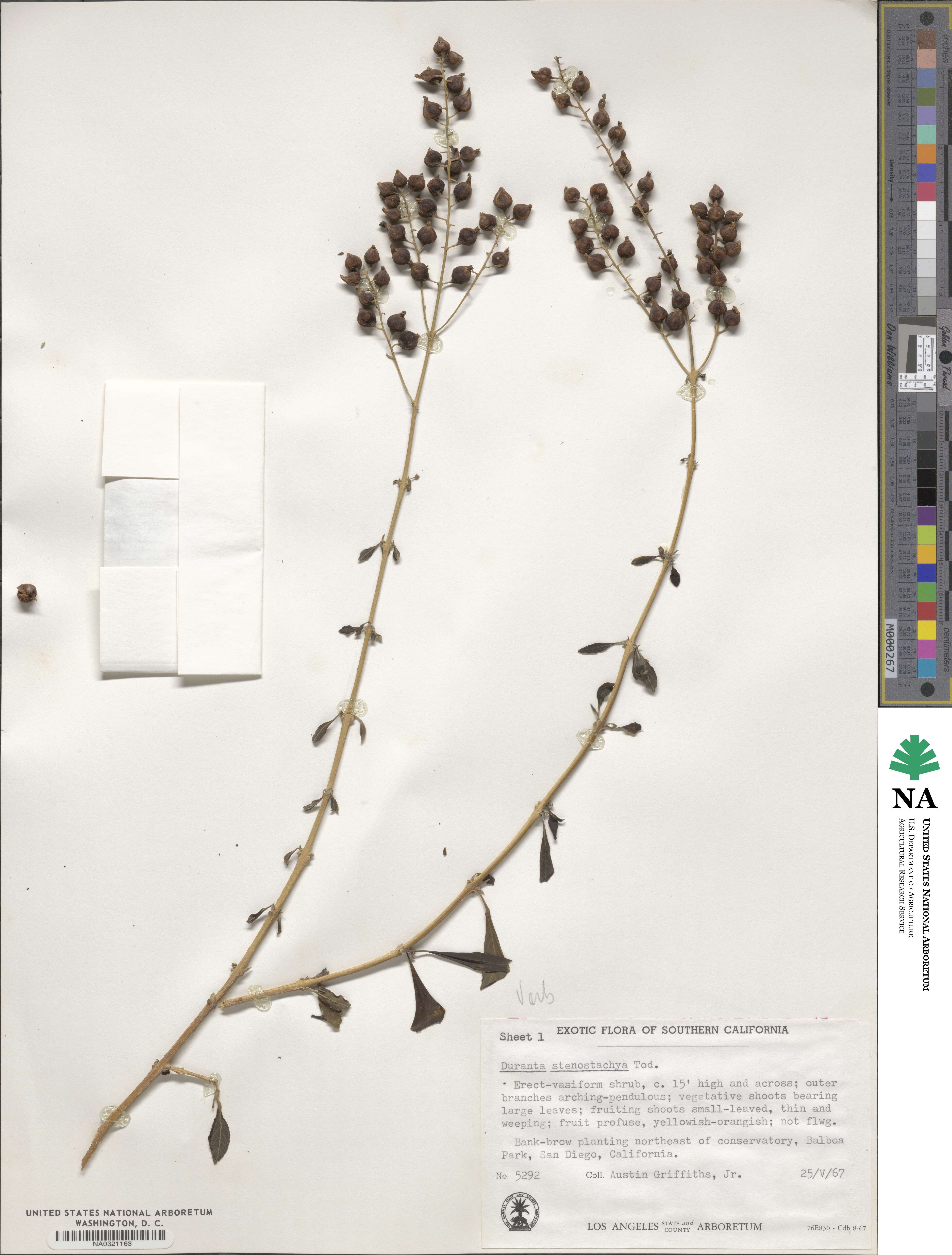Duranta stenostachya image