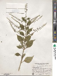 Duranta stenostachya image