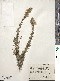 Image of Hemiphora bartlingii