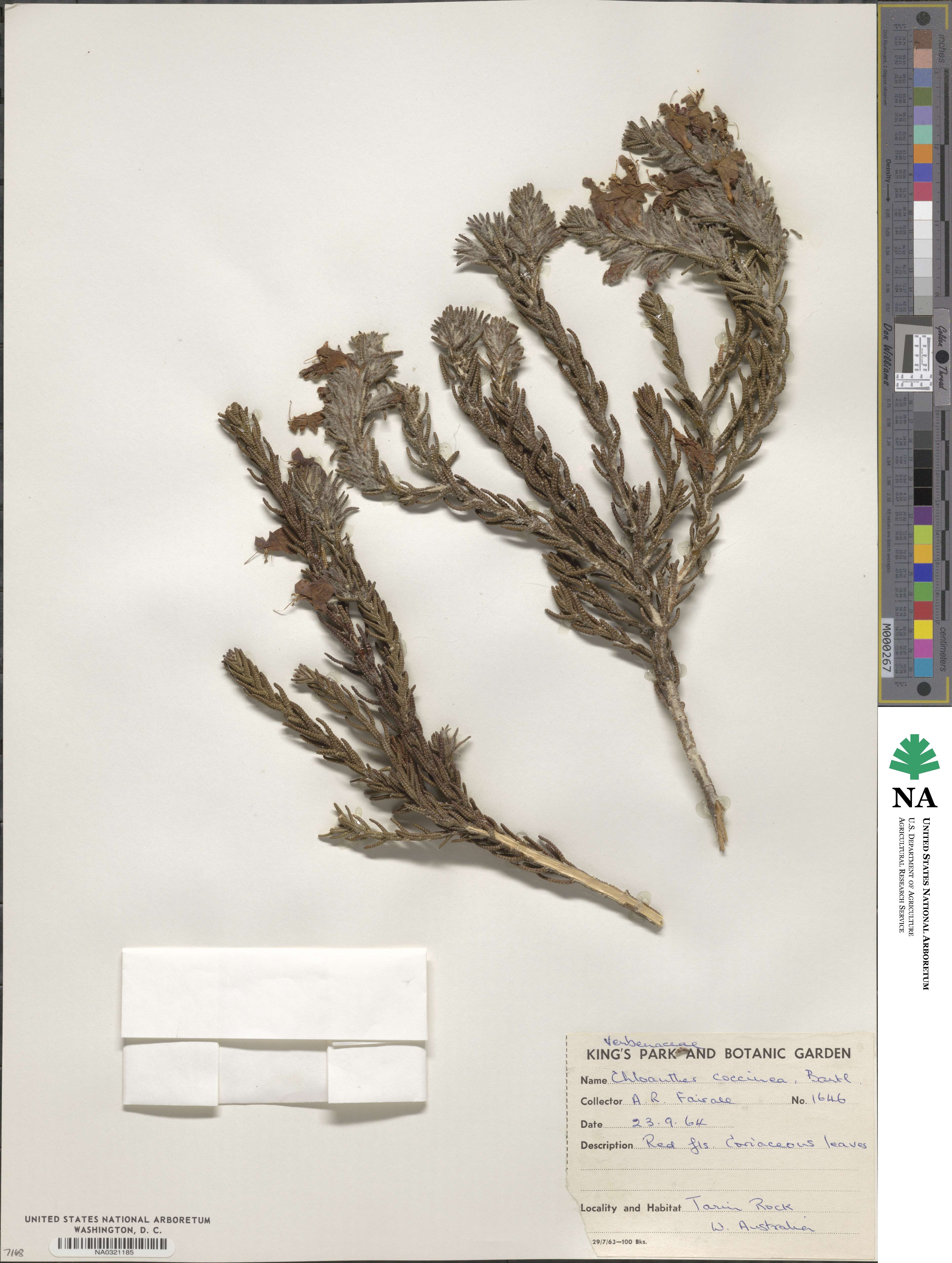 Chloanthes coccinea image