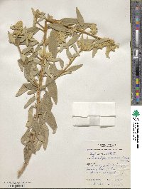 Image of Dicrastylis exsuccosa