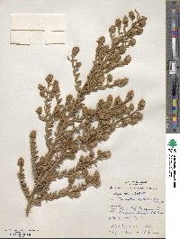 Newcastelia cephalantha image