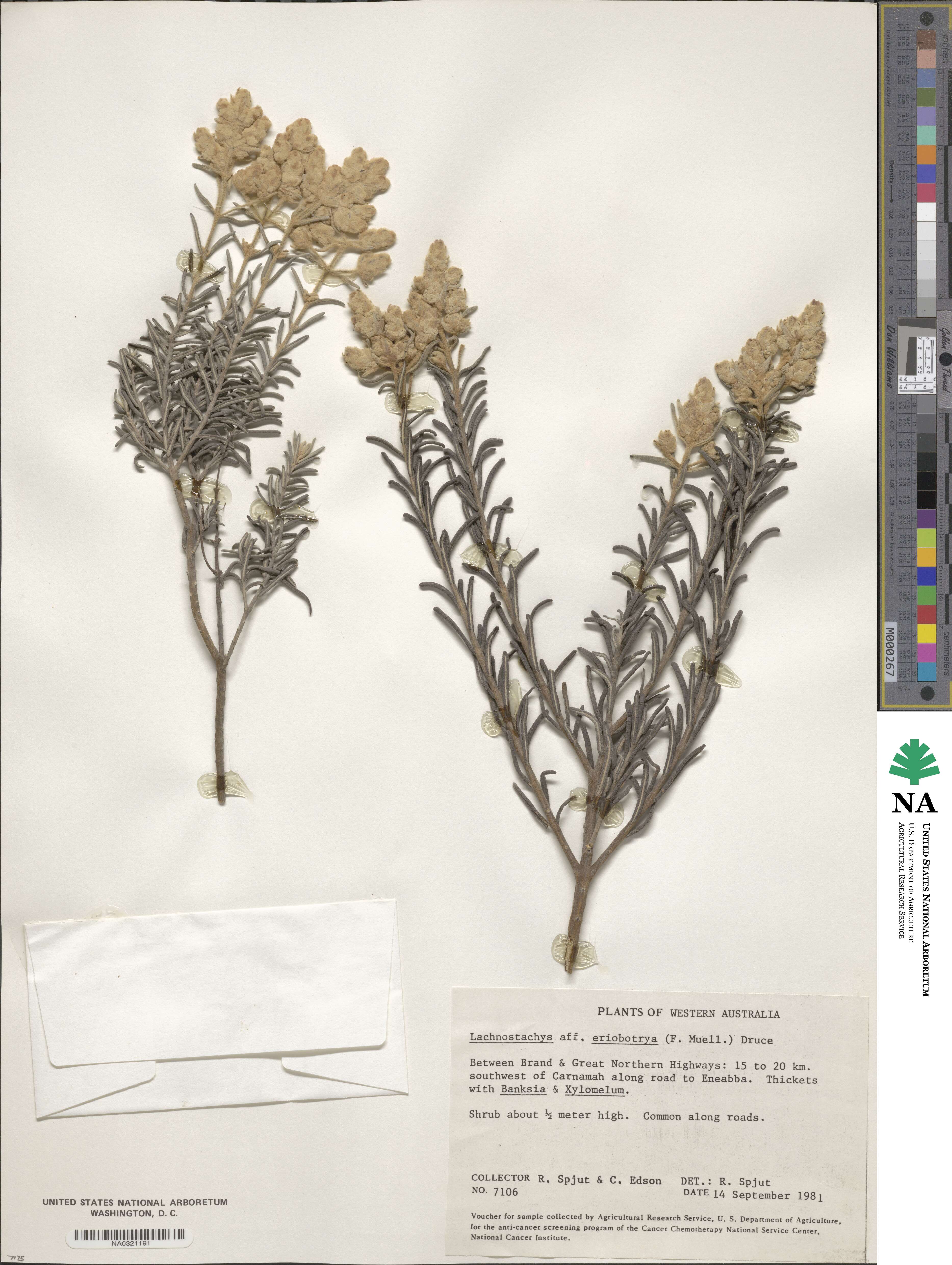 Lachnostachys eriobotrya image