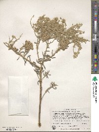 Lachnostachys eriobotrya image