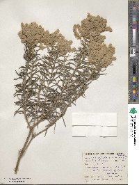 Lachnostachys eriobotrya image