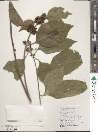 Callicarpa americana image