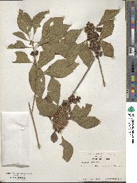 Callicarpa americana image