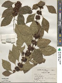 Callicarpa americana image