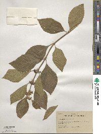 Callicarpa americana image