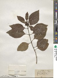 Callicarpa americana image