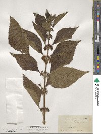 Callicarpa americana image