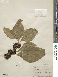 Callicarpa americana image