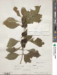 Callicarpa americana image