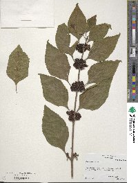 Callicarpa americana image