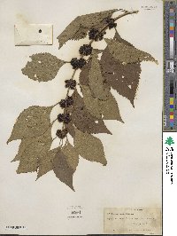 Callicarpa americana image