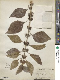 Callicarpa americana image