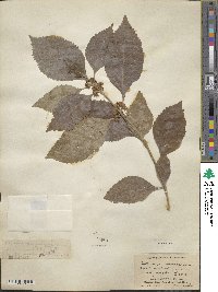 Callicarpa americana image