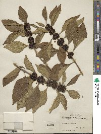 Callicarpa americana image