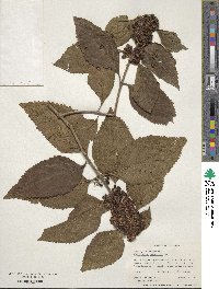 Callicarpa americana image