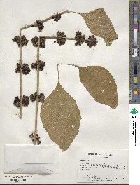 Callicarpa americana image