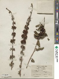 Callicarpa americana image