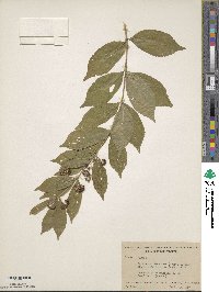 Callicarpa dichotoma image