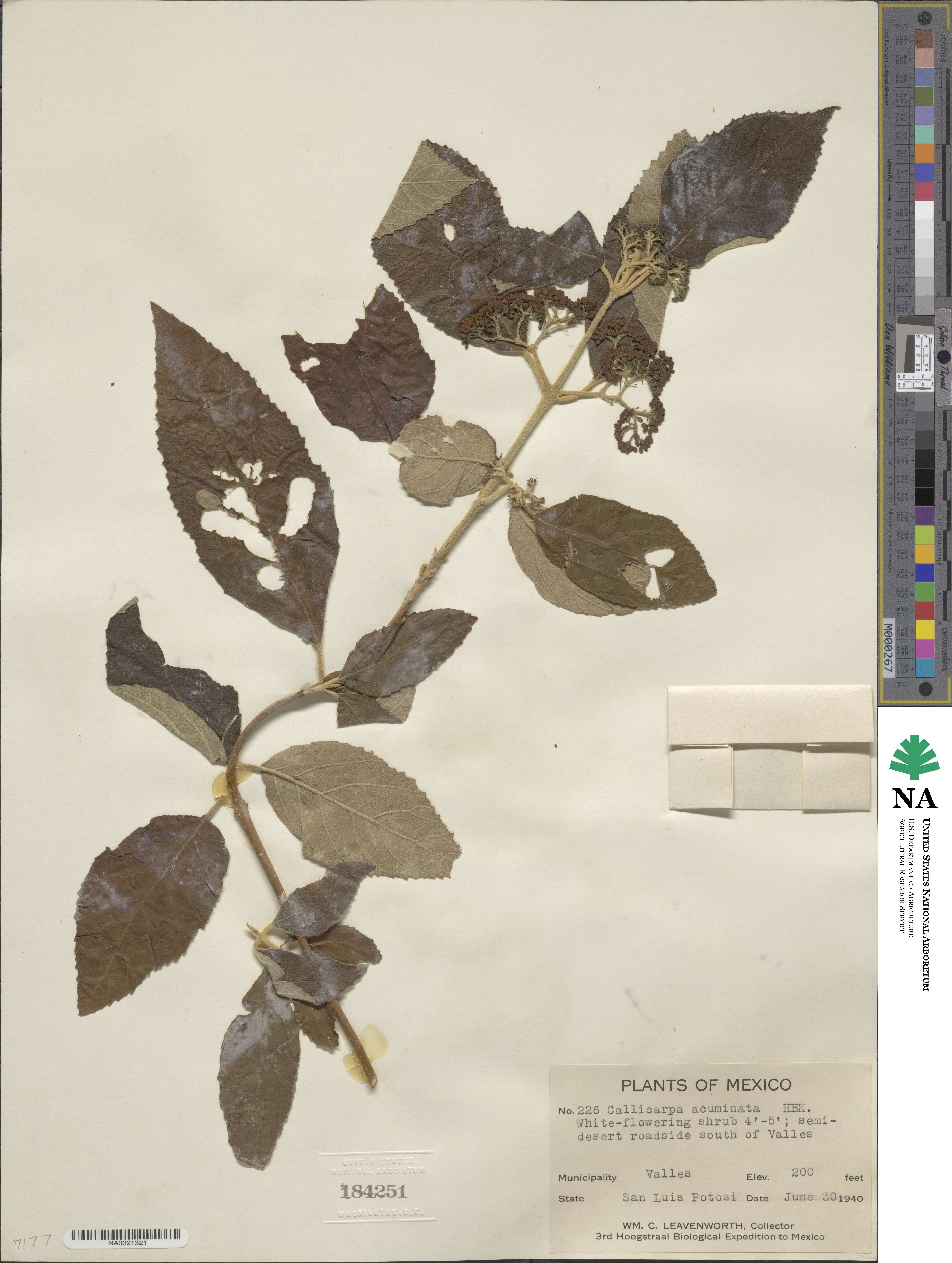 Callicarpa acuminata image