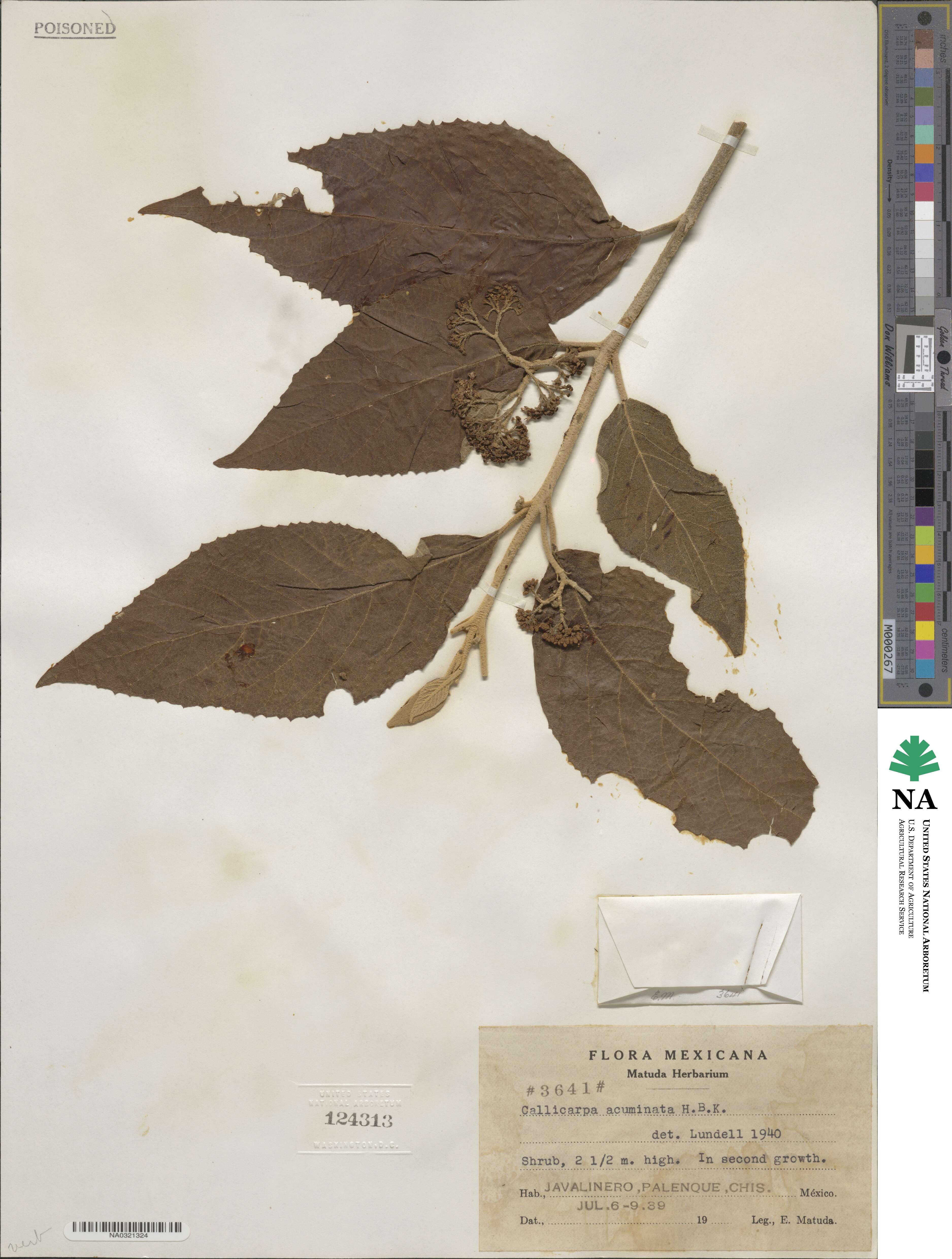 Callicarpa acuminata image