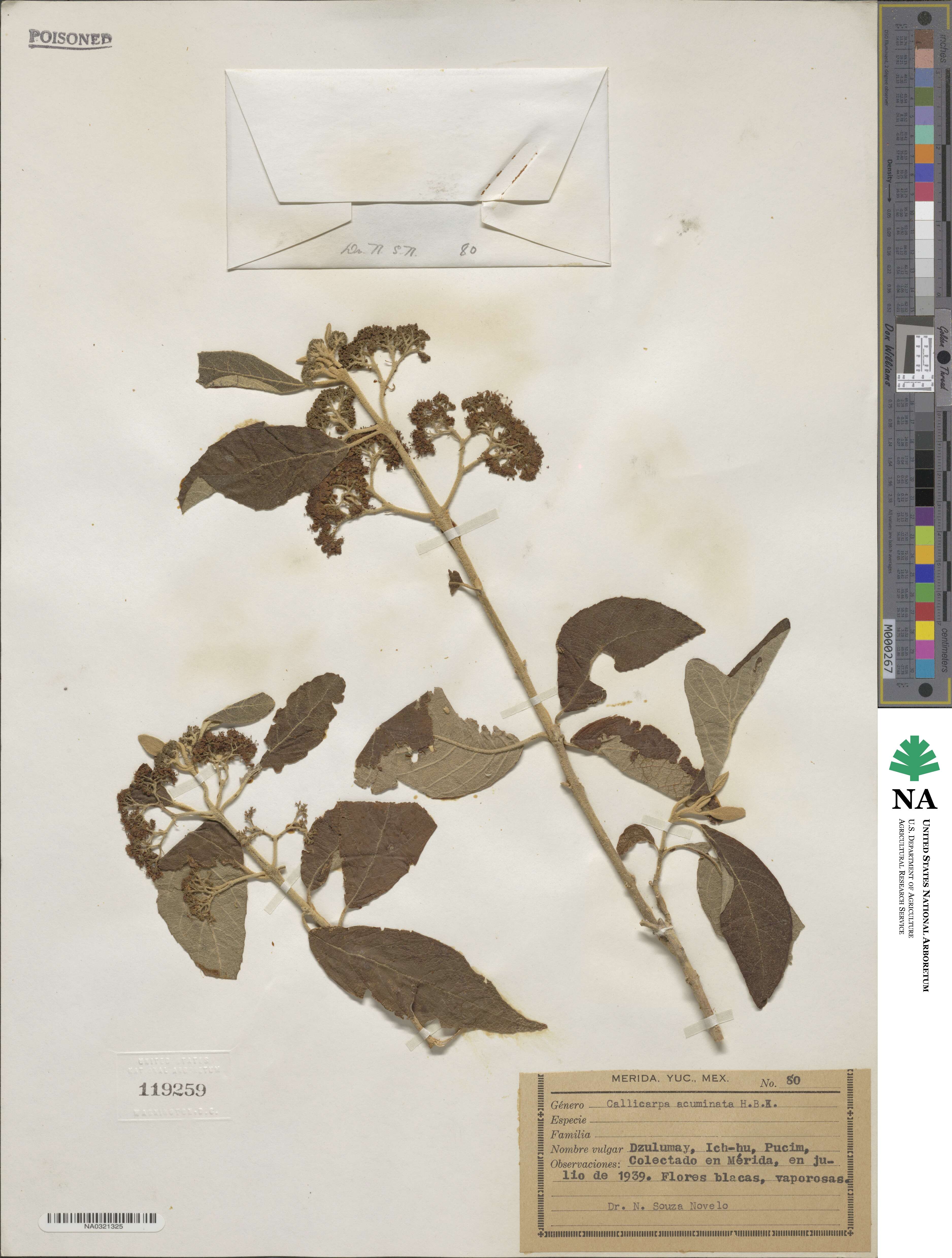 Callicarpa acuminata image