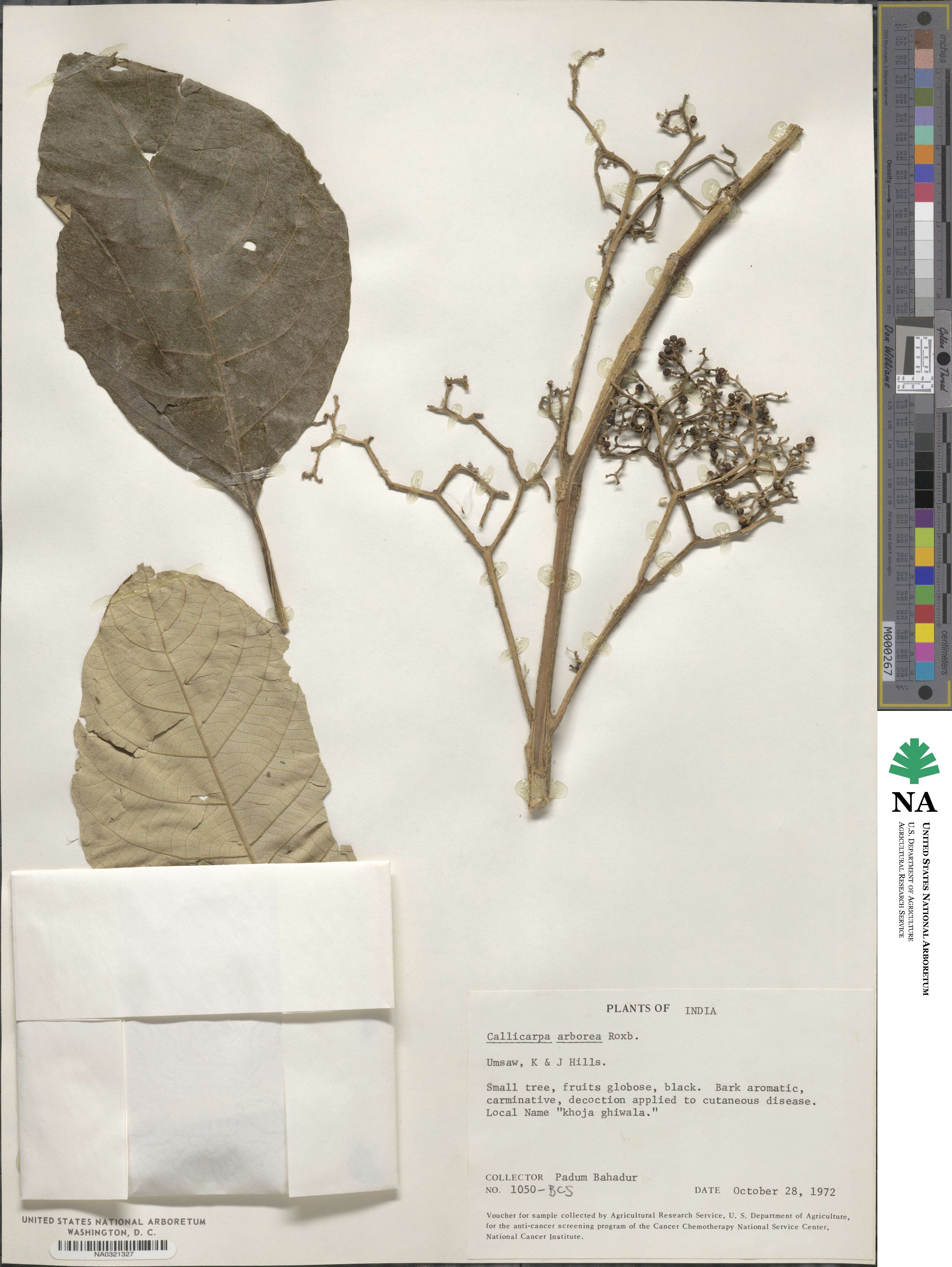 Callicarpa arborea image