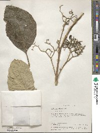 Callicarpa arborea image