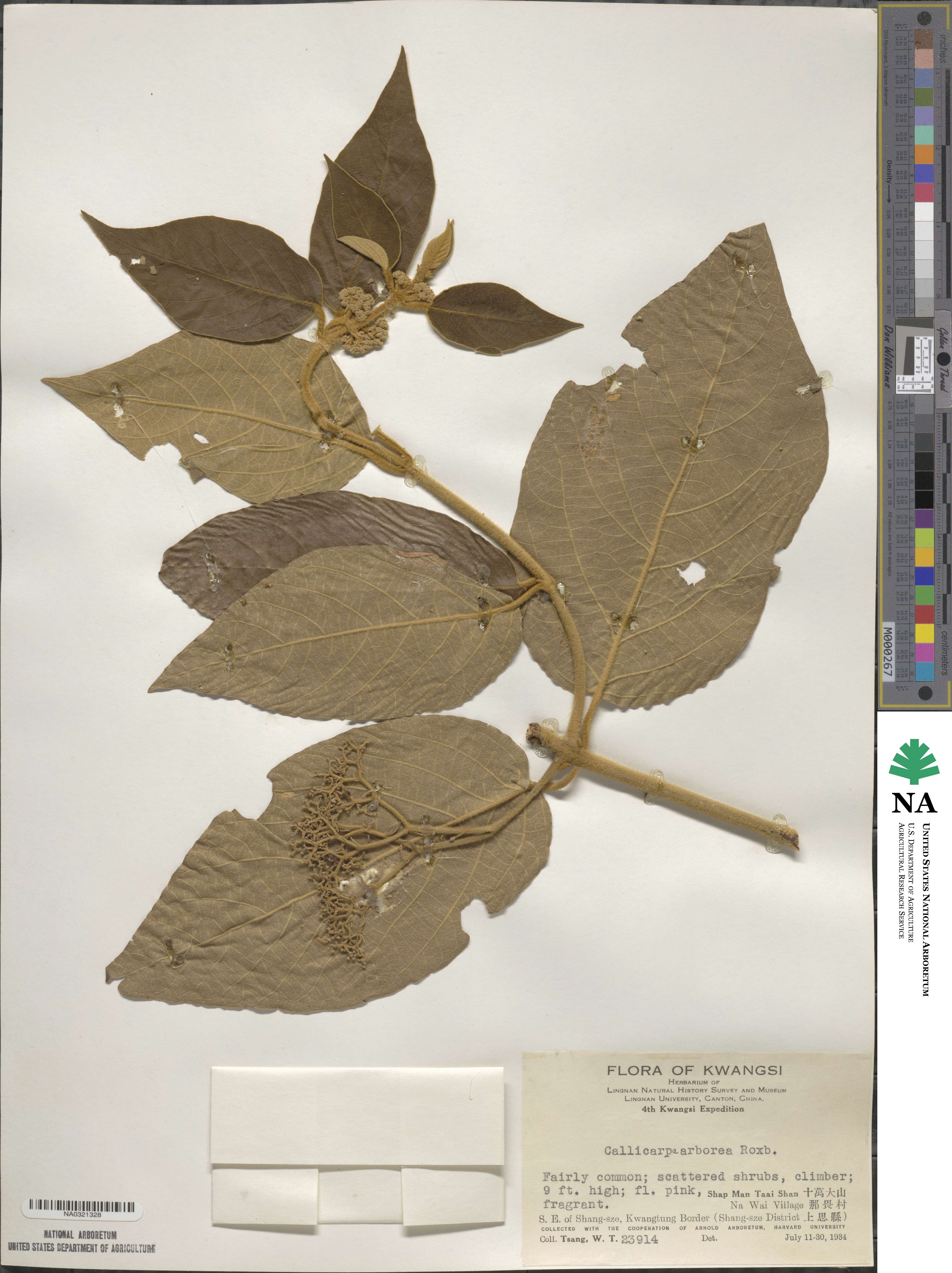 Callicarpa arborea image