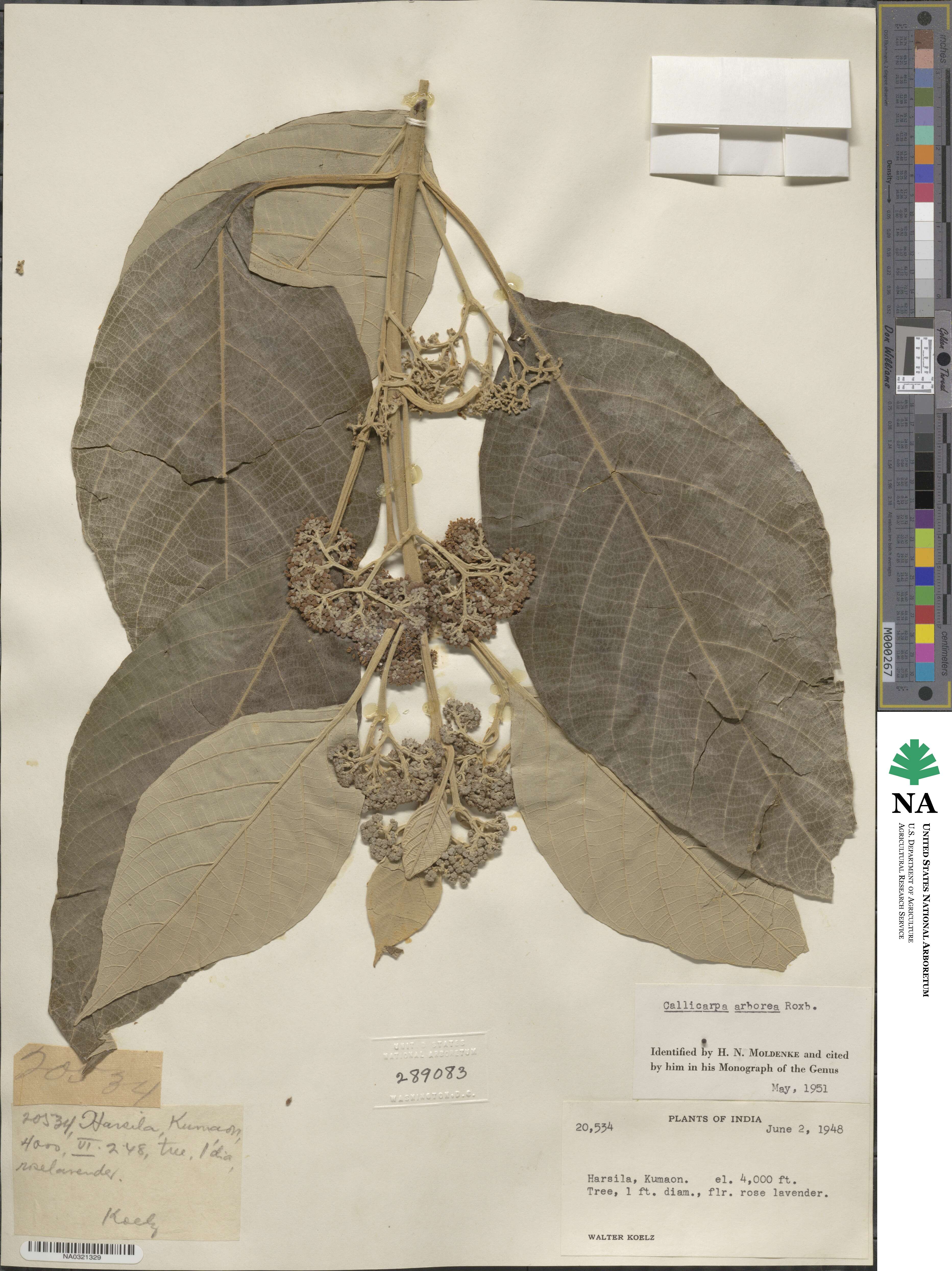 Callicarpa arborea image
