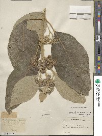 Callicarpa arborea image