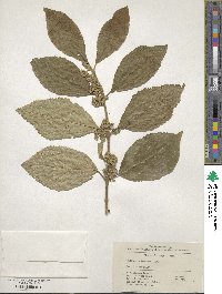 Callicarpa bodinieri image