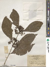 Callicarpa bodinieri image