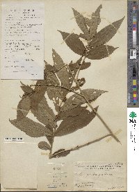 Callicarpa brevipes image