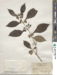 Callicarpa candicans image