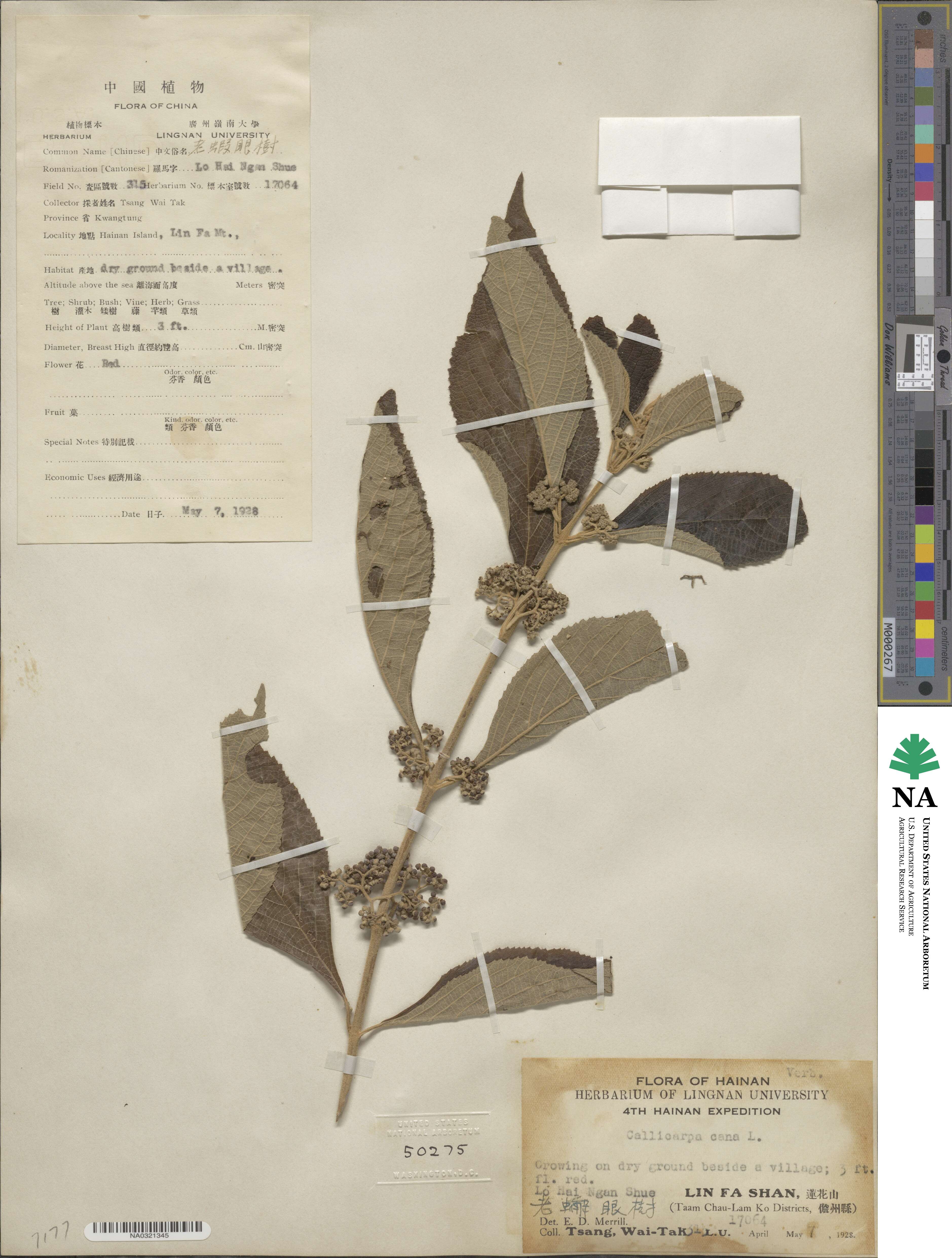 Callicarpa candicans image