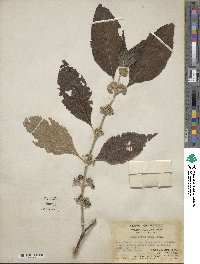 Callicarpa candicans image