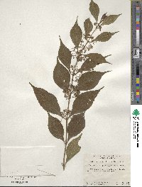 Image of Callicarpa cathayana