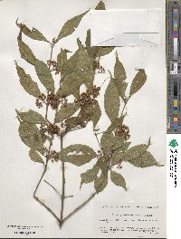 Callicarpa dichotoma image