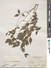 Callicarpa dichotoma image